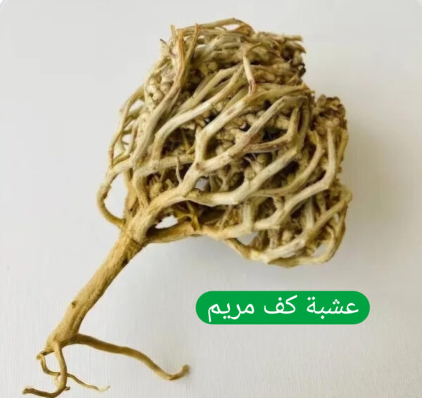عشبة كف مريم   100غ    VITEX AGNUS CASTUS